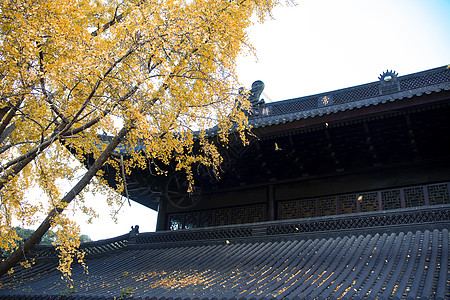 秋天银杏叶子背景图片