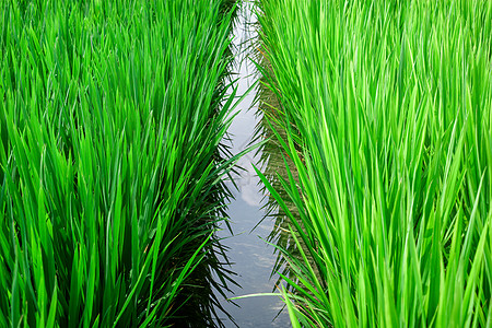 盛夏乡村青色的稻田图片