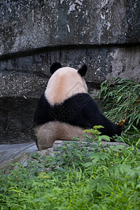 大熊猫背影背景图片