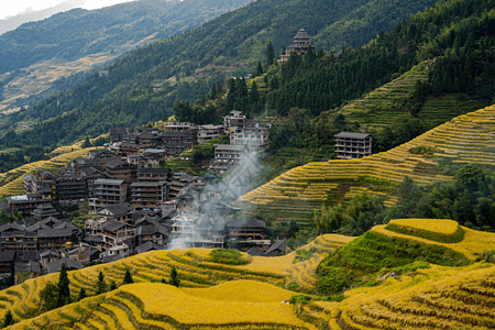 金色的梯田图片