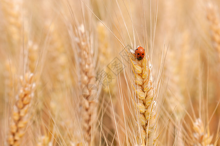 秋天金色麦穗与瓢虫背景图片