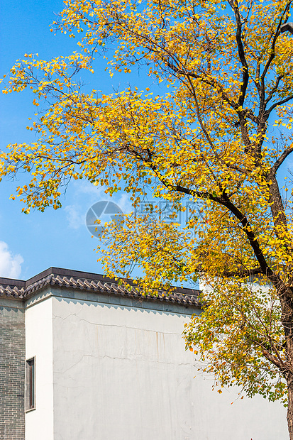 金秋白墙灰瓦古建民居与银杏乌桕树图片