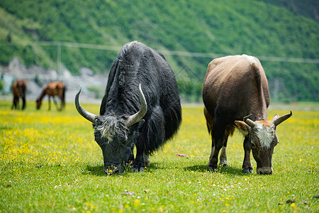 小花花纹背景草原上低头吃草的牛群背景