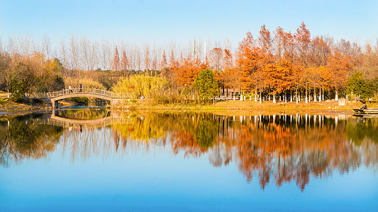 树林油画秋天水杉湖面倒影风光背景