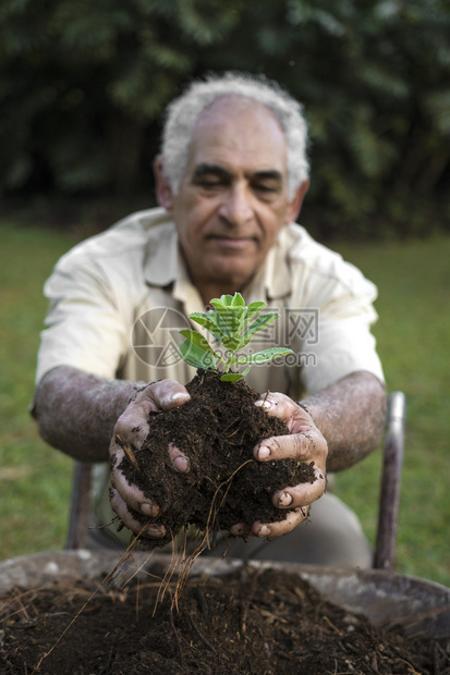 老人拿着年轻的植物在生态土壤中的手推车反对春天的绿色背图片