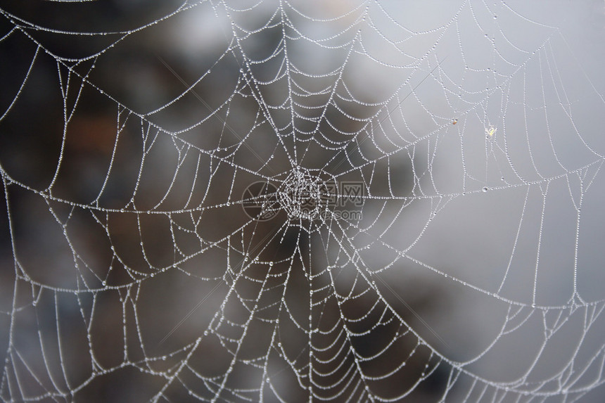 有露水早晨场面的蜘蛛网图片