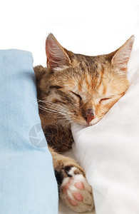 小猫咪正枕着枕头睡觉图片