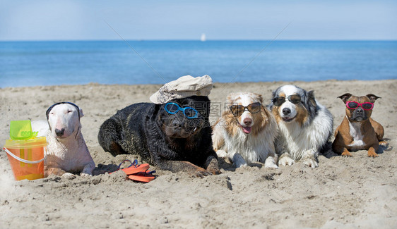 五只品种不同的小狗排成一列在沙滩上玩耍图片