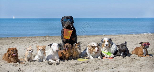 一群小狗乖乖的坐在沙滩上背景图片