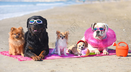 一群小狗乖乖的坐在沙滩上图片