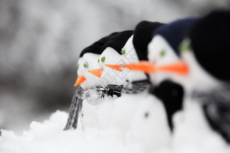 冬天在雪地里向左看的一排雪人图片