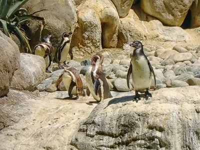 巴塞罗那动物园的企鹅图片