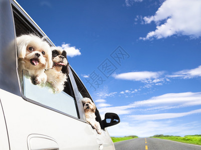 狗的家人在车里旅行图片