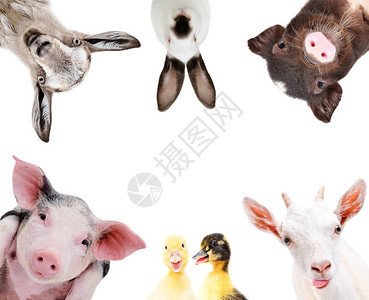 一群可爱的农场动物的肖像白图片