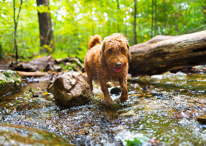 在森林中徒步旅行时湿小狗图片