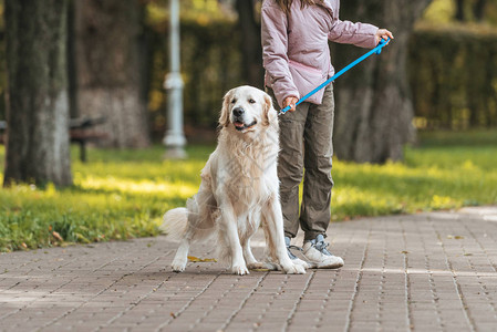 在公园里带着导盲犬散步的年轻女子的短片背景图片