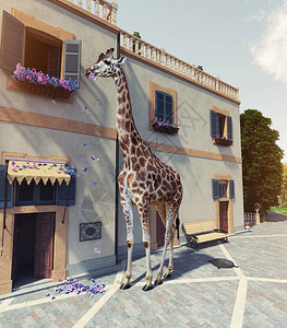 Giraffe在二楼房子窗户上吃花图片