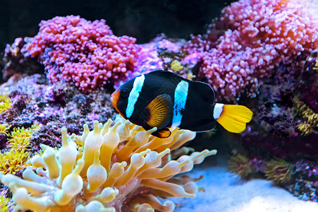 印度洋的海洋生物图片