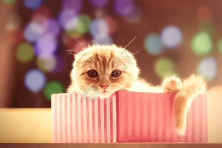折耳小猫被装在一个粉色盒子里图片