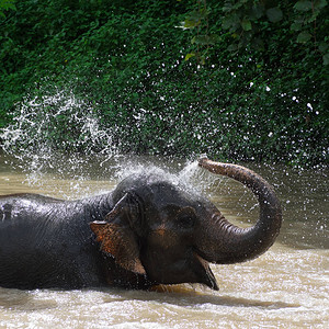 泰国大象在泰国兰邦的泰国大象保护中心河图片