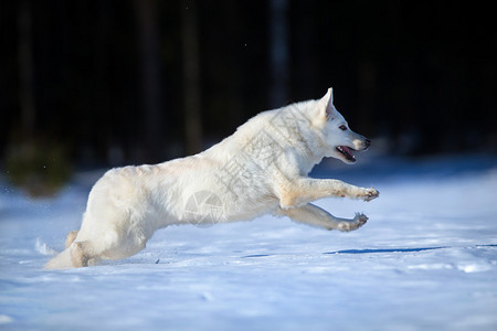 白色瑞士牧羊犬冬天在雪地上奔跑图片