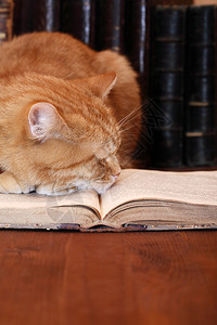 姜家猫在很旧的书上滑倒的特写图片