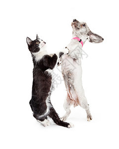 猫和狗站在一起的有趣照片图片