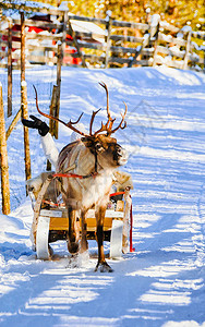 芬兰拉普兰农场罗瓦涅米驯鹿雪橇上的女人圣诞雪橇上的女士在冬季雪橇骑行野生动物园与芬兰北极的雪挪威萨图片