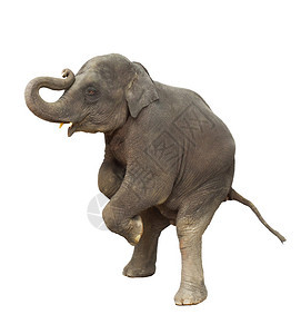 年轻的象大玩抬起前腿展示孤图片