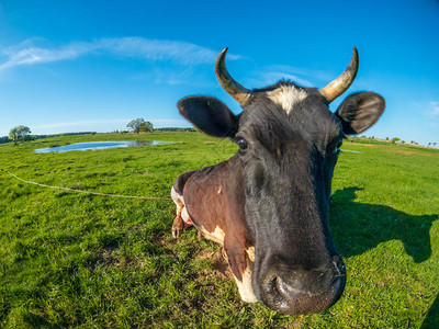 草地上一头吃惊的母牛的肖像图片