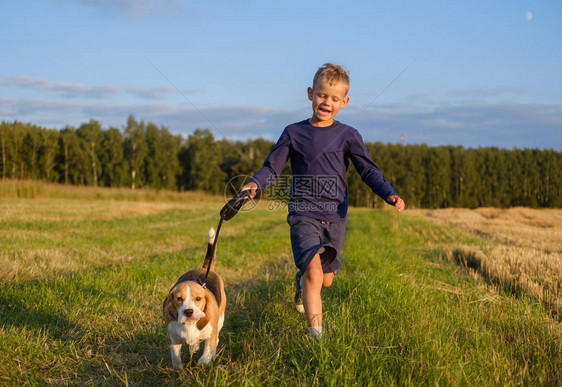 欧洲男孩与比格尔狗一起奔跑夏天在自然上被图片
