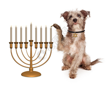 穿着项圈犹太星徽标签的可爱狗在Hanukkah庆祝背景图片