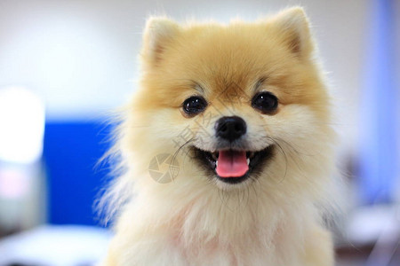 博美犬可爱快乐的微笑可爱的宠物图片
