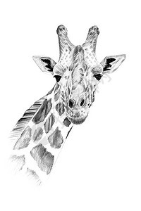 手工用铅笔画的长颈鹿肖像图片