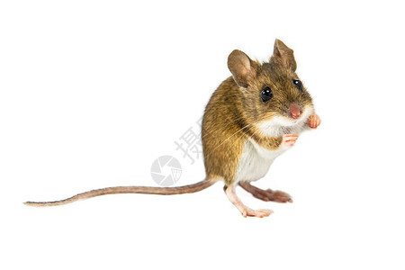 Wood鼠Apodemussylvaticus棕色图片