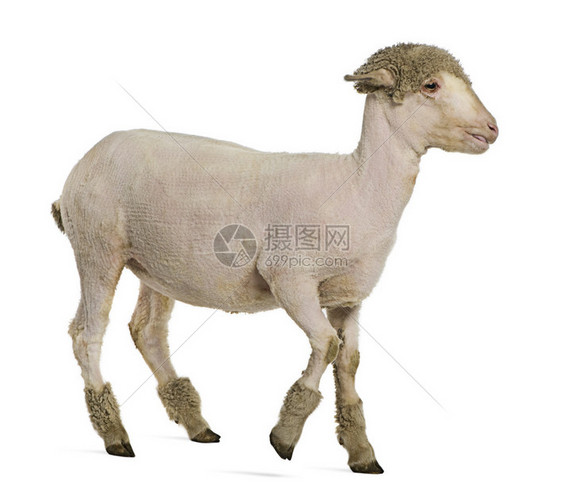 4个月大的梅里诺羊羔在白背景面图片
