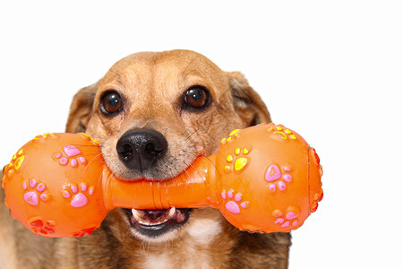 快乐的狗玩塑料橙色骨头图片
