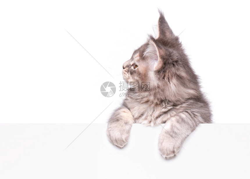 缅因浣熊灰色小猫举着牌子或横幅有趣的宠物猫显示标语牌与文本的空间美丽的国内小猫与空白板图片
