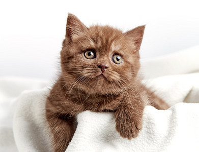 可爱的棕色猫咪图片