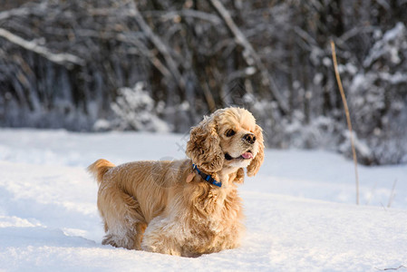 在雪林里一只狗站在雪地上望图片