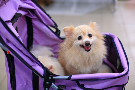 小博美犬盯着婴儿车图片