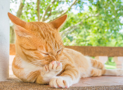 白天喜怒无常的猫的形象图片