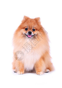 可爱宠物棕褐色的波美式调情狗在白色背景图片