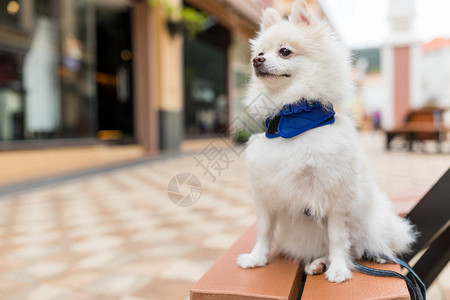 长凳上可爱的博美犬图片