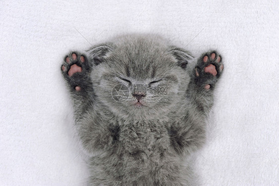 可爱的灰色小猫睡在毛皮白毯子上图片
