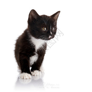 黑色和白色的小猫毛茸的黑色小猫在白色背景上的小猫小型捕食者图片