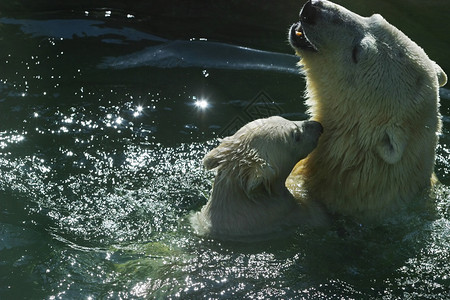 北极熊正在水中游泳图片