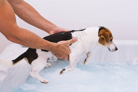 宠物狗洗澡图片