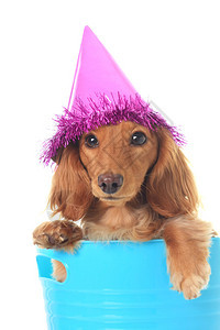腊肠犬戴着派对帽图片