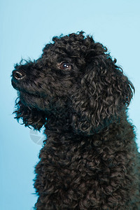 可爱的小黑狗在浅蓝色背景上被隔离背景图片